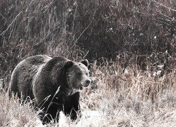 Tavla - Seeking Bear