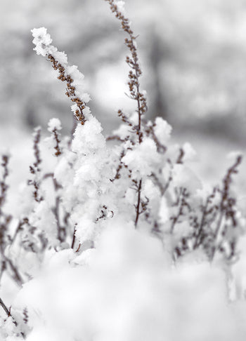 Tavla - Winter Landscape