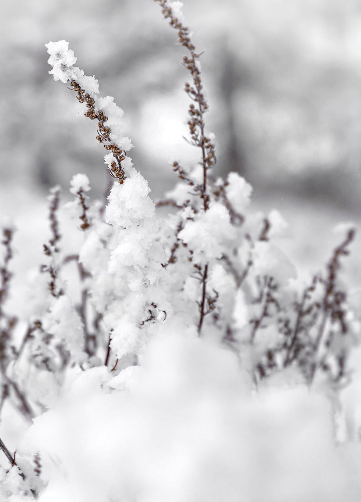 Tavla - Winter Landscape