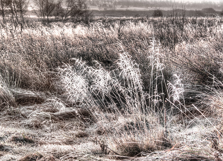 Tavla - Winter Field