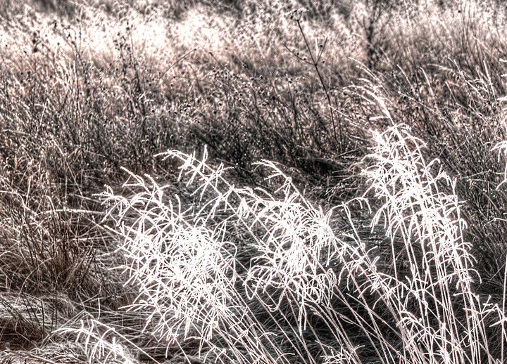 Tavla - Winter Field