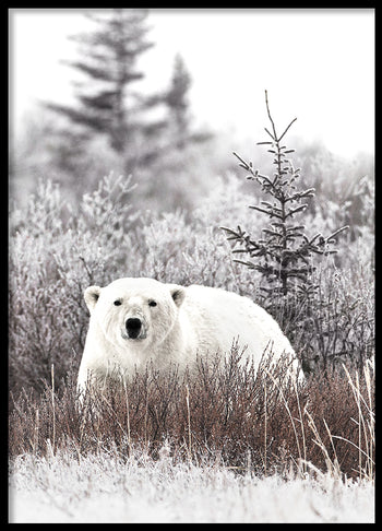 Poster - Polar