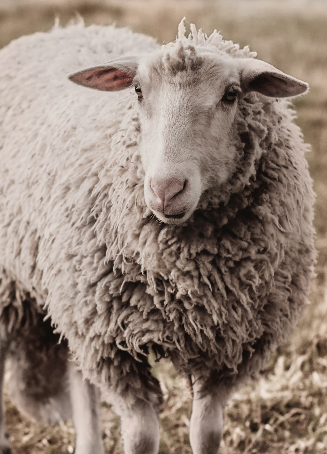 Tavla - Sheep