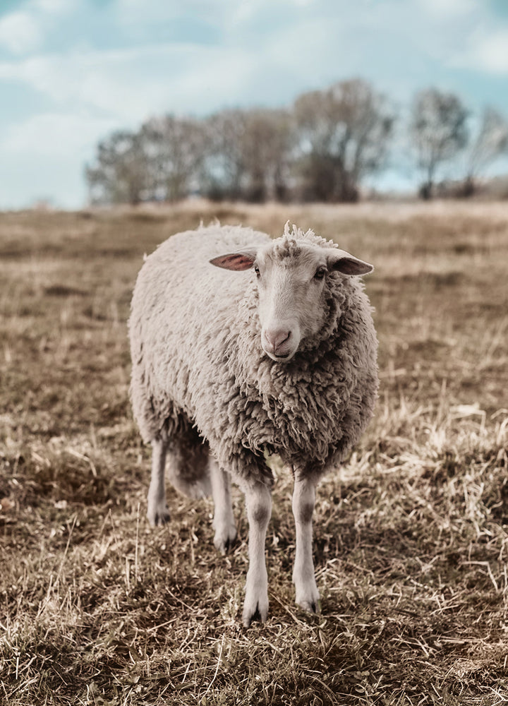 Tavla - Sheep