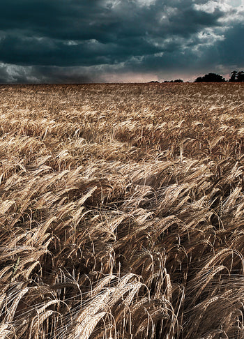 Tavla - Field