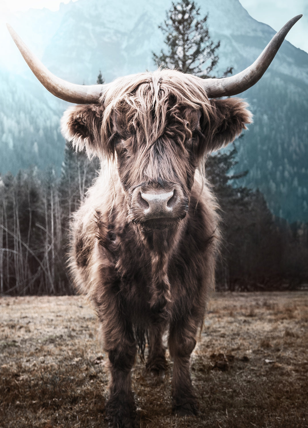 Tavla - Horns
