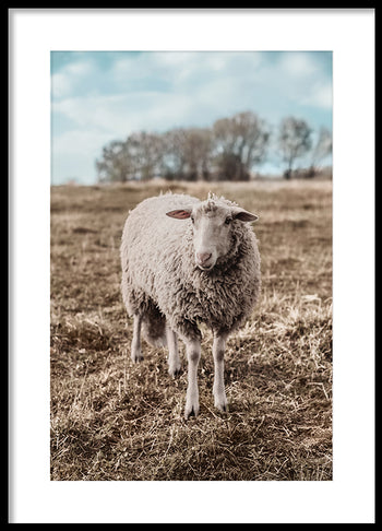 Poster - Sheep