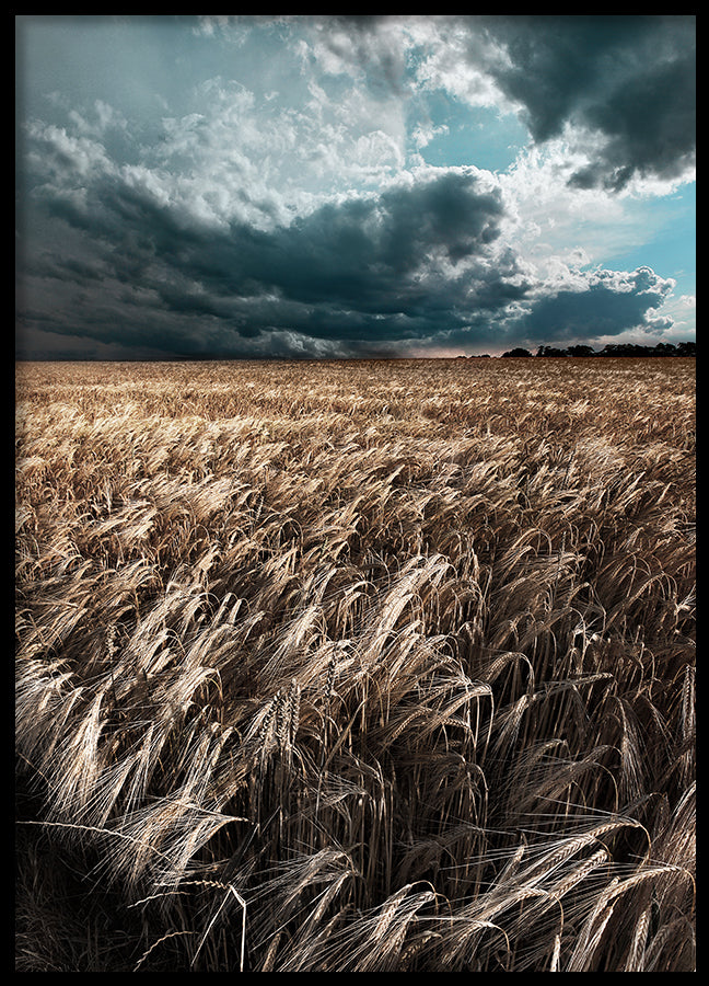 Poster - Field