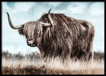 Poster - Bangs