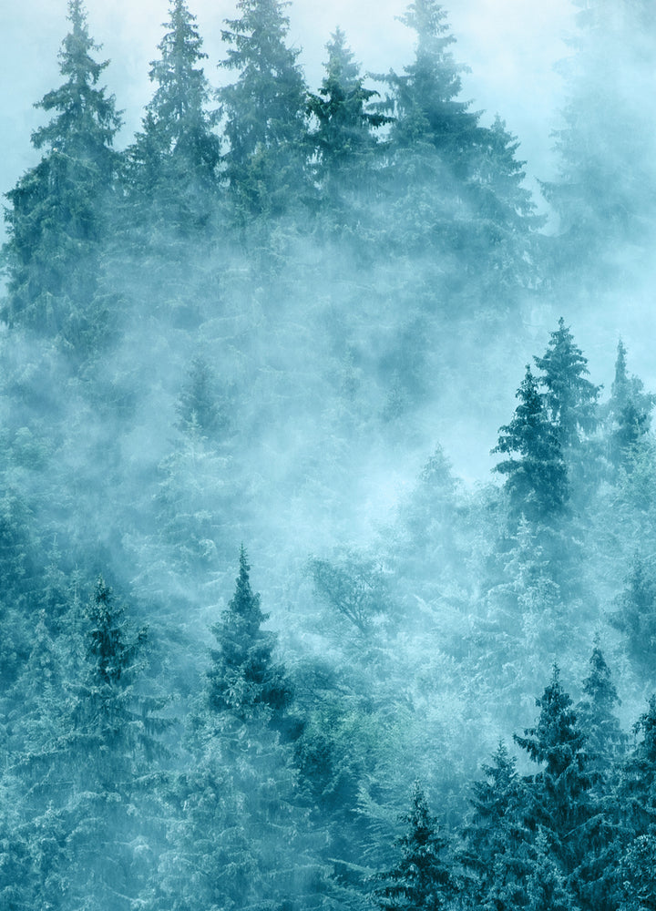 Tavla - Forest in The Morning
