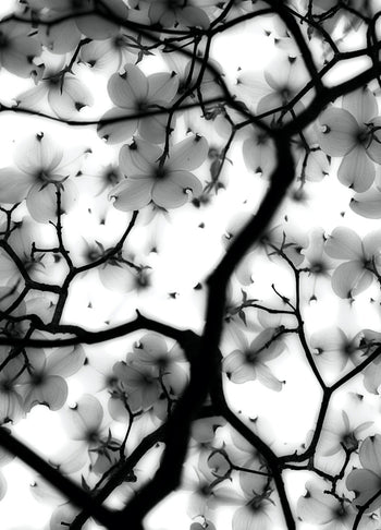 Canvastavla - Magic Cherry