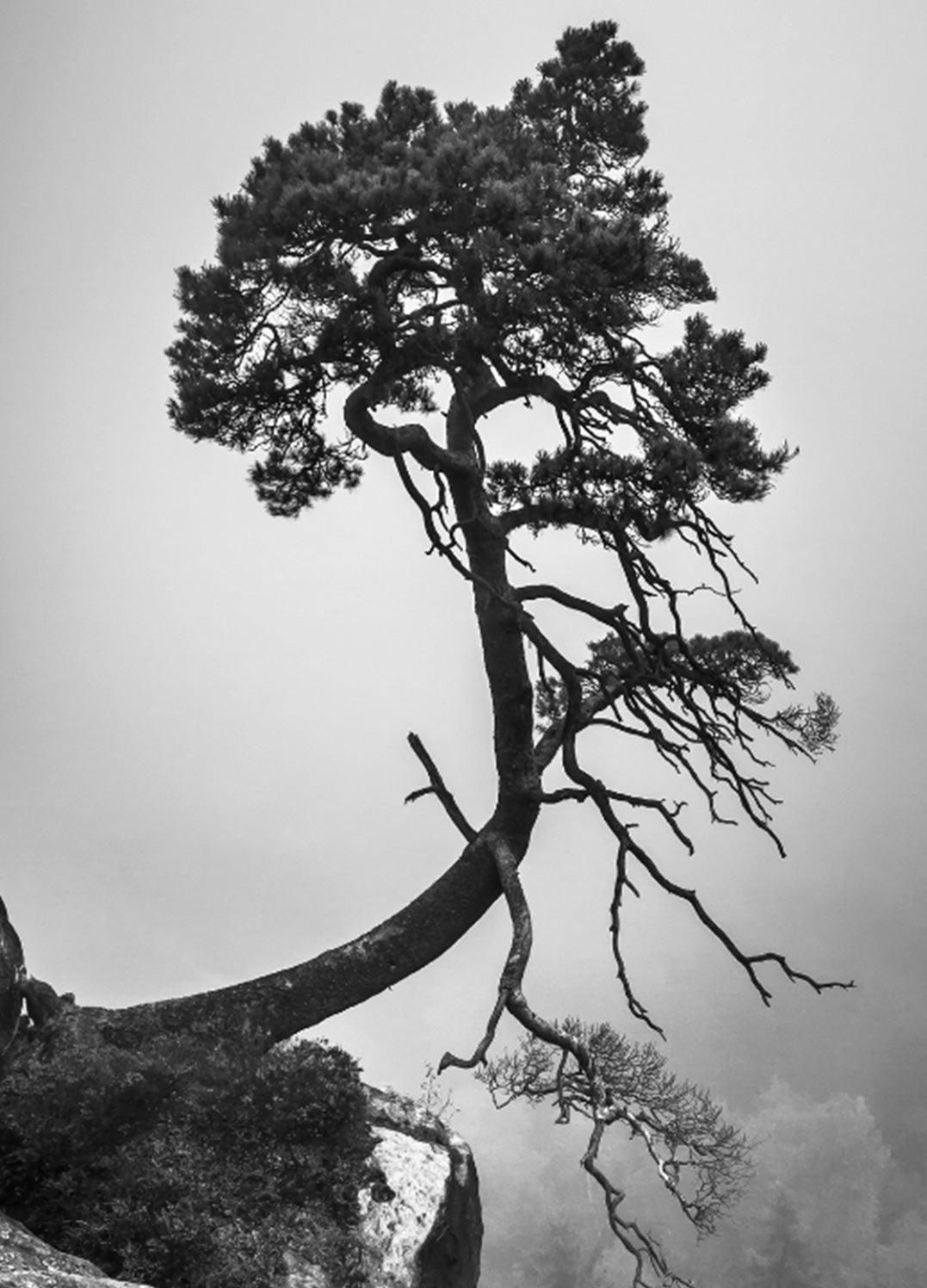 Canvastavla - Tree of Hope