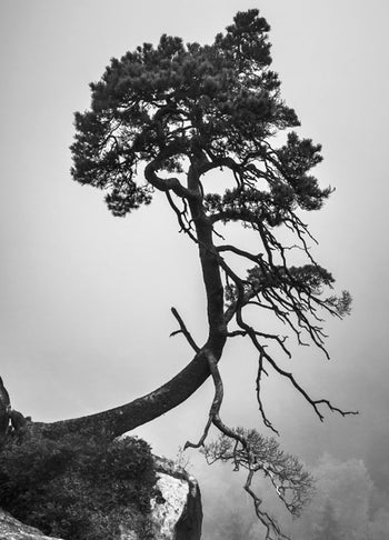 Canvastavla - Tree of Hope