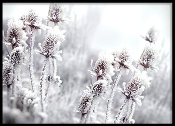 Poster - Blossom In The Snow