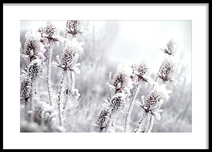 Poster - Blossom In The Snow