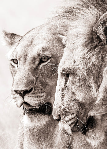 Tavla - A King Will Always Protect His Queen