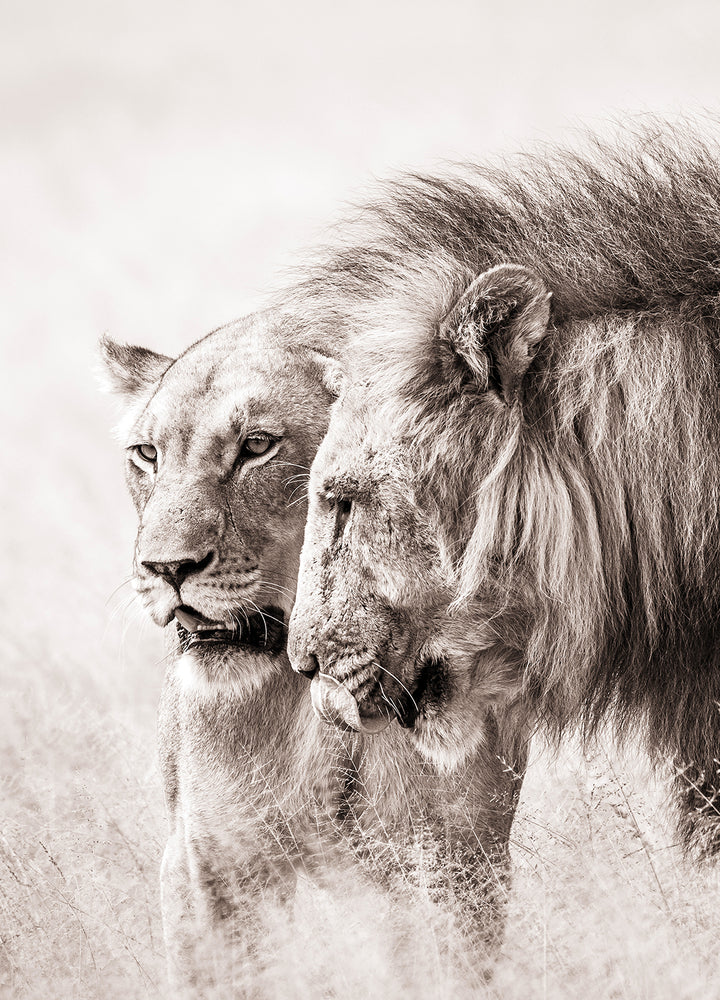 Tavla - A King Will Always Protect His Queen