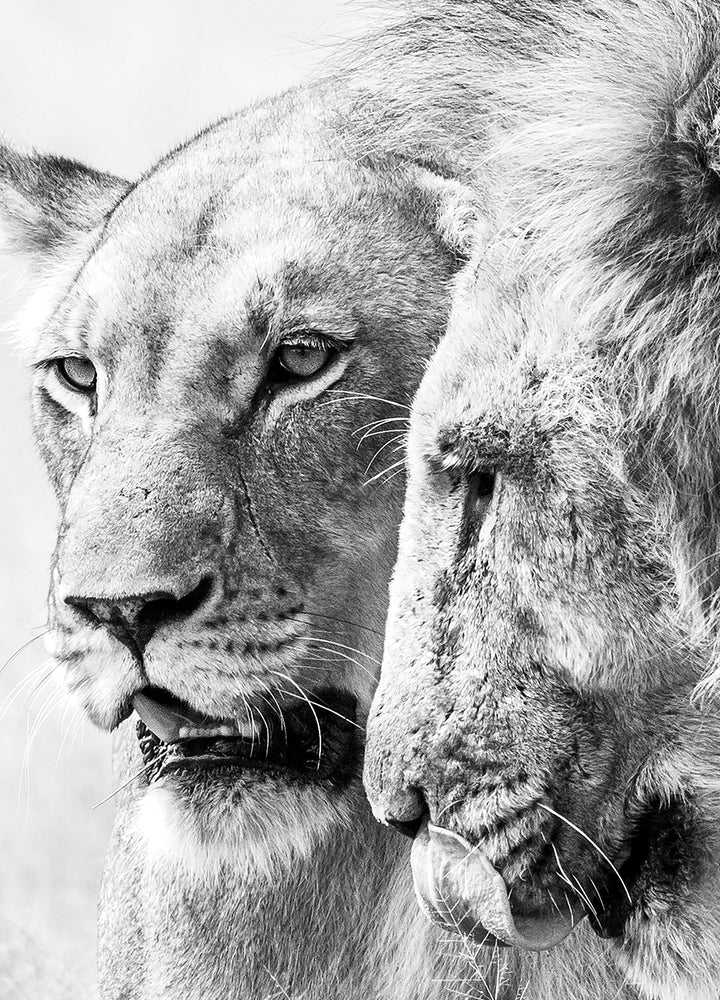 Canvastavla - A King Will Always Protect His Queen | Gray