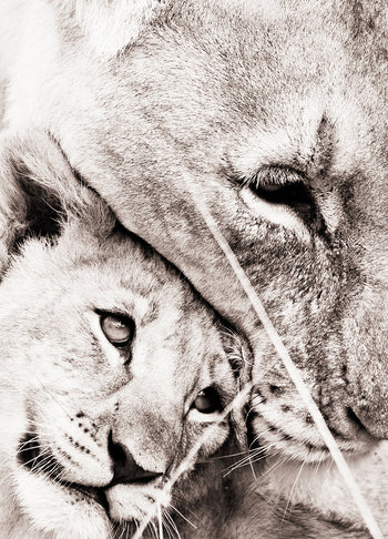 Tavla - Maternal Love