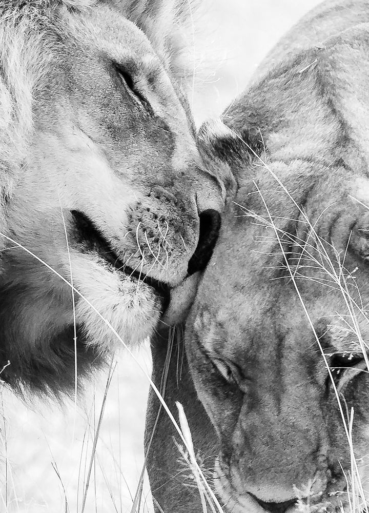 Canvastavla - A King Only Bows Down to His Queen | Gray