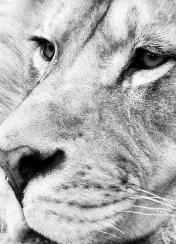 Canvastavla - Lion King