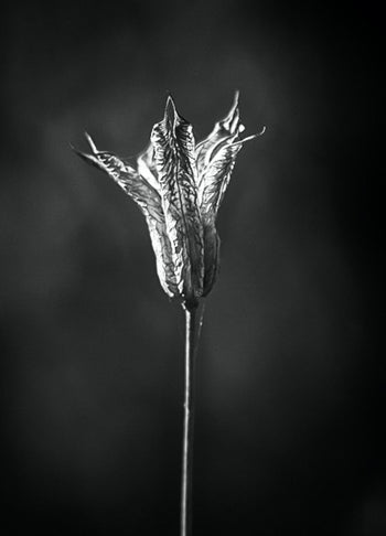 Canvastavla - Bloom in The Light