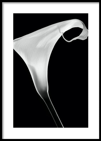 Poster - White Lily