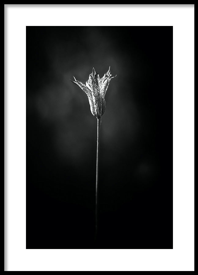 Poster - Bloom in The Light