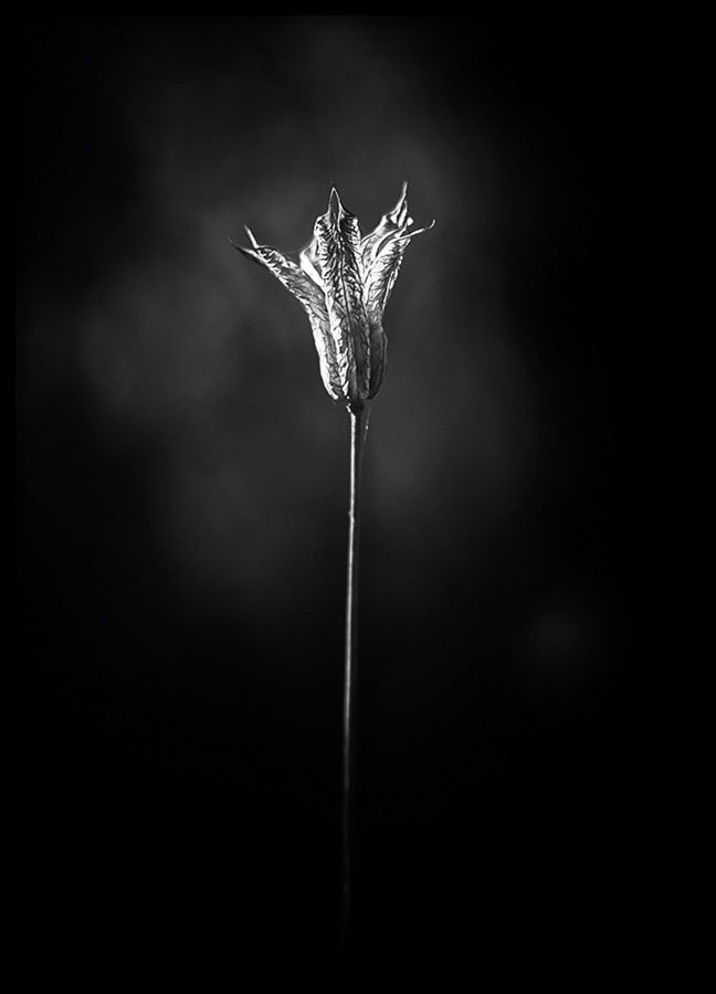 Poster - Bloom in The Light