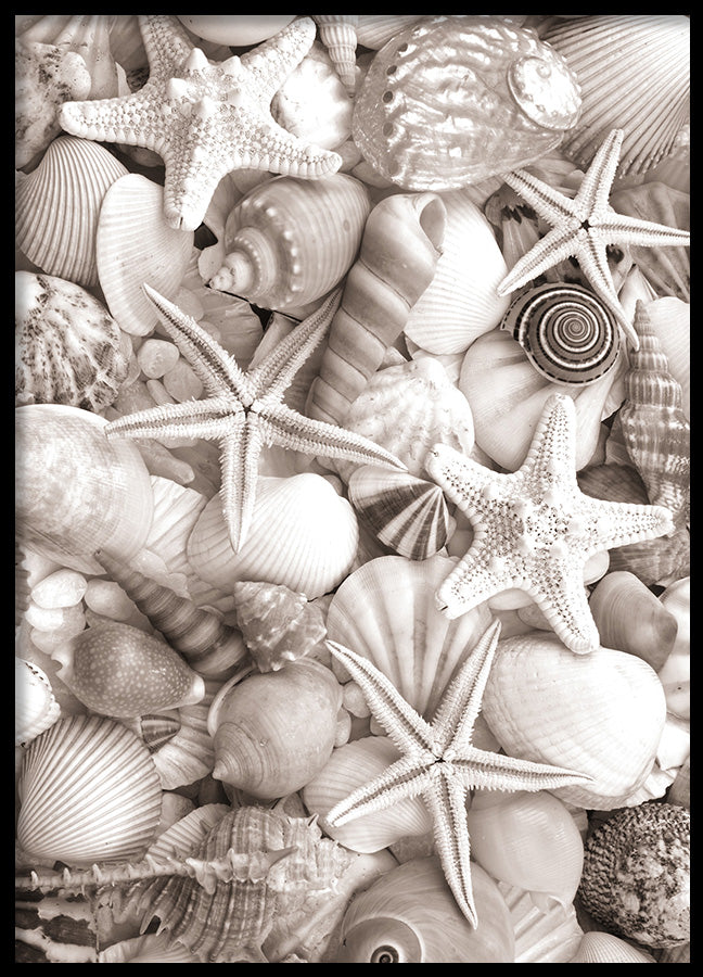Poster - Sea Life
