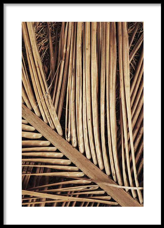Poster - Reed