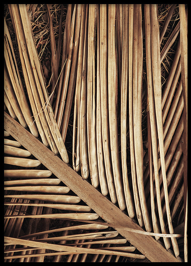 Poster - Reed