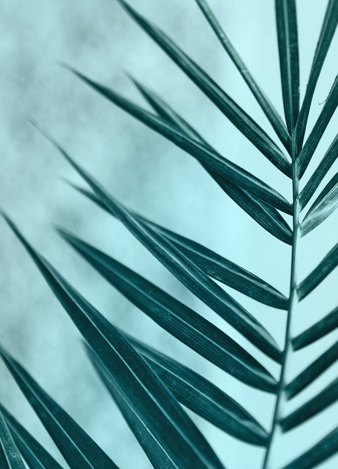 Tavla - Palm