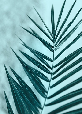 Tavla - Palm