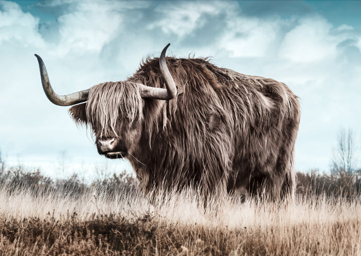 Juliste - Bangs