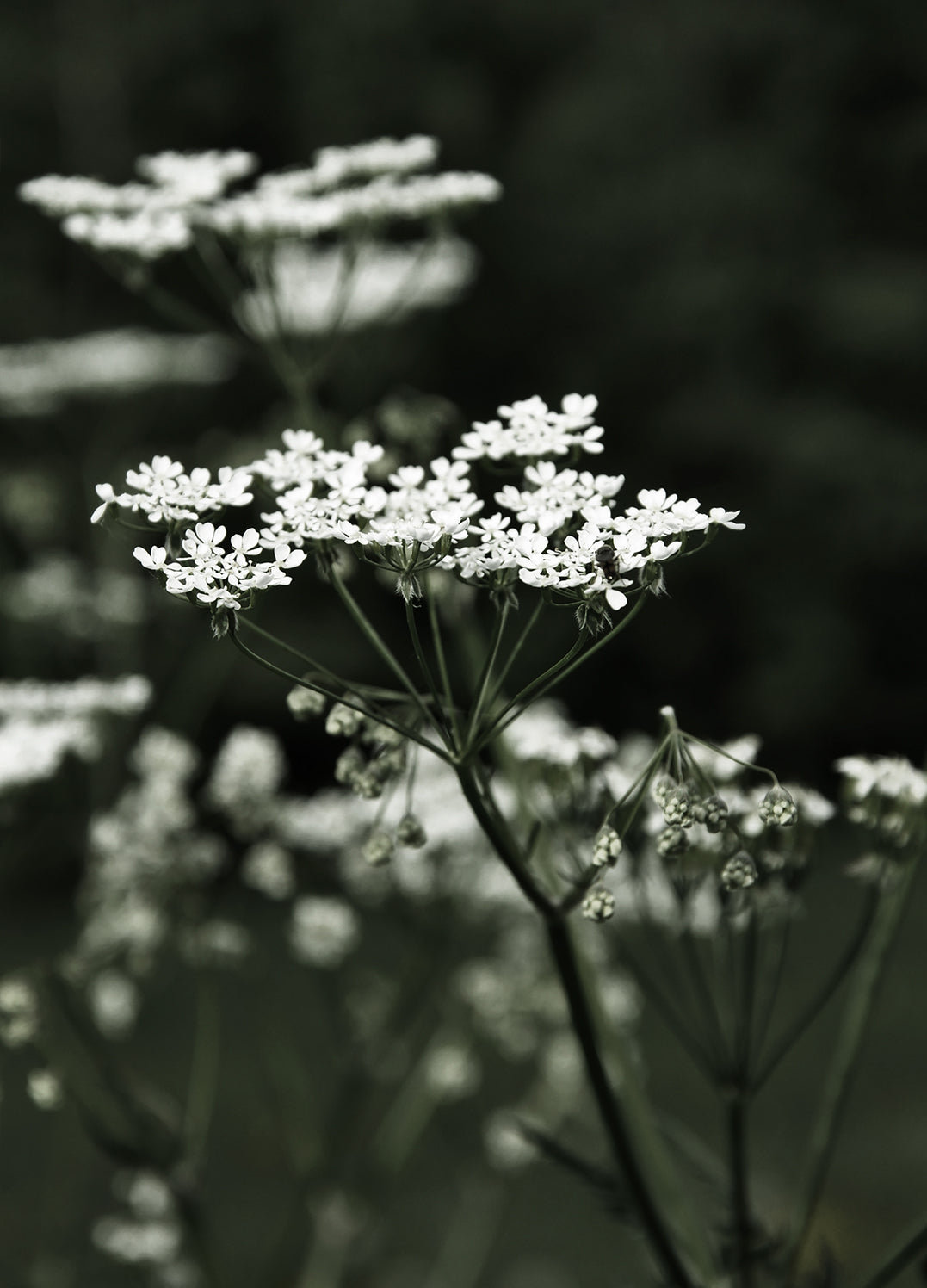 Poster - Spring Fern