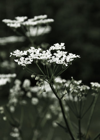 Poster - Spring Fern
