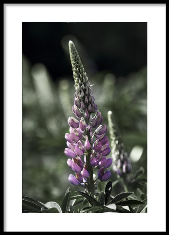 Poster - Lupine