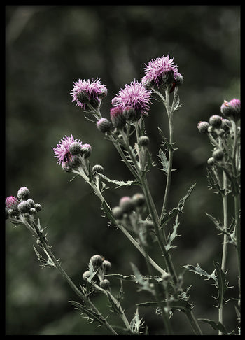 Poster - Thistles