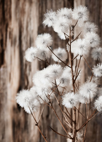 Canvastavla - Beauty of Wild Flowers