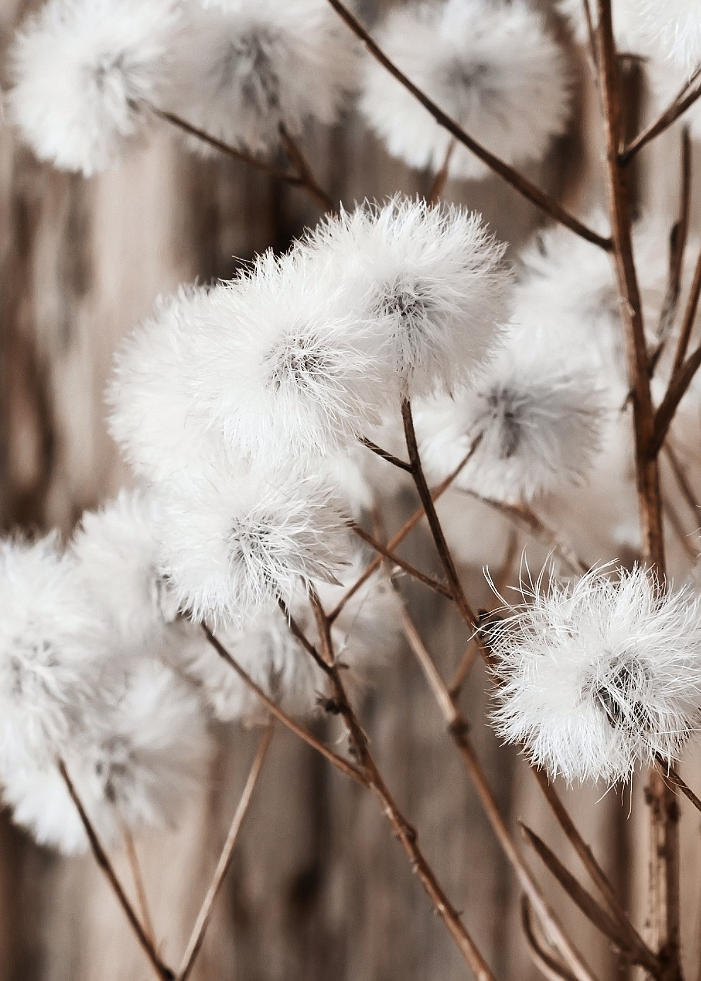 Canvastavla - Beauty of Wild Flowers