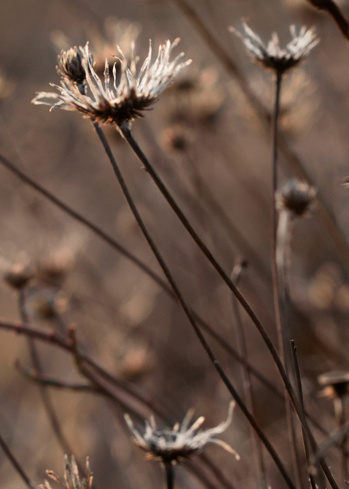 Canvastavla - Autumn Garden