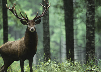 Canvastavla - Stag in Forest