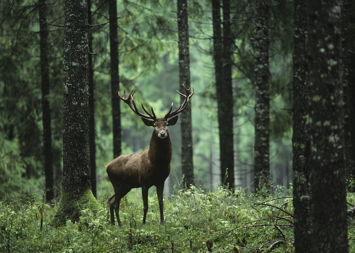 Canvastavla - Stag in Forest