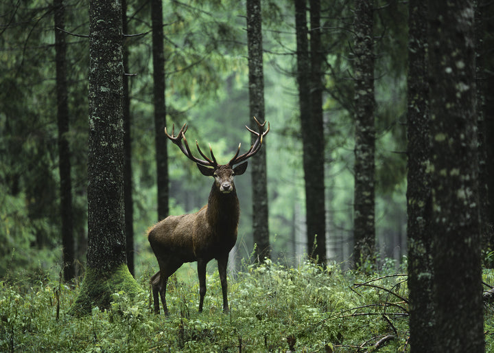 Canvastavla - Stag in Forest