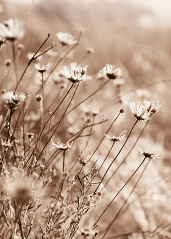 Canvastavla - Fall Flowers