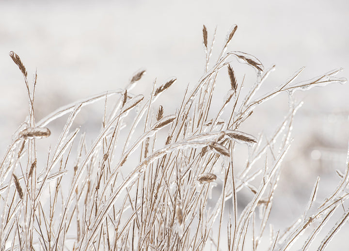 Juliste -  Dry grass covered with ice
