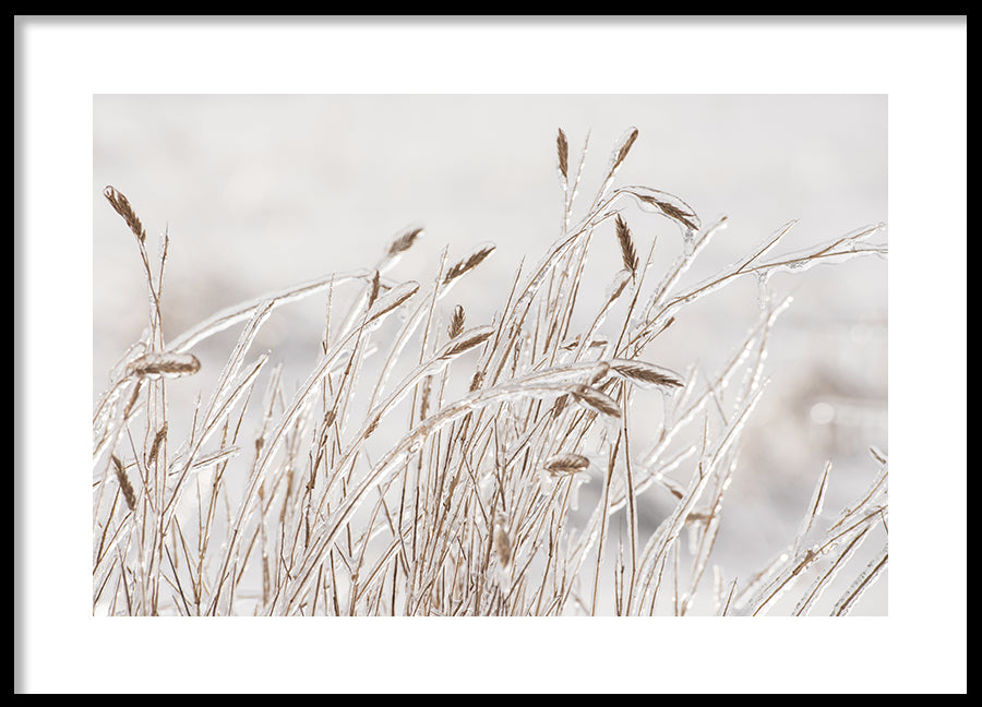 Poster -  Dry grass covered with ice