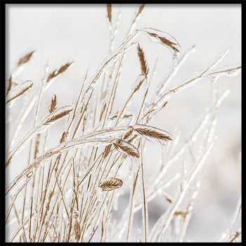 Poster - Grass