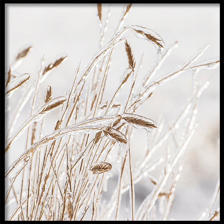 Poster - Grass